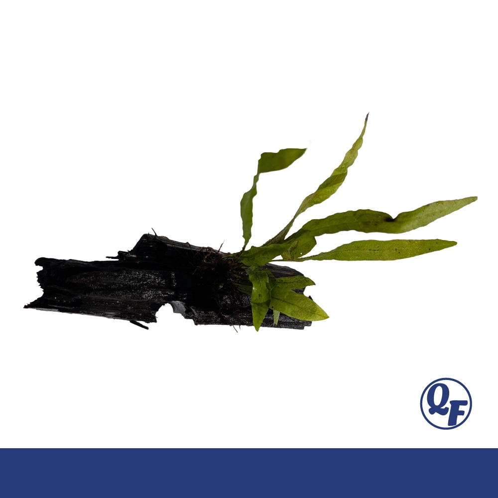 Java Fern (Microsorum pteropus) - Image 10