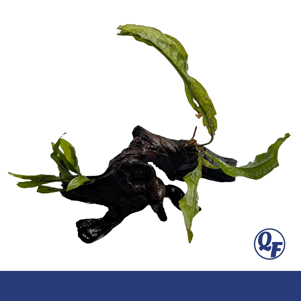 Java Fern (Microsorum pteropus) - Image 22