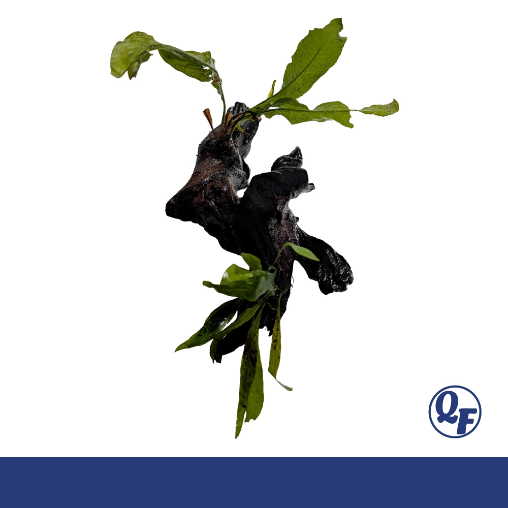 Java Fern (Microsorum pteropus) - Image 21
