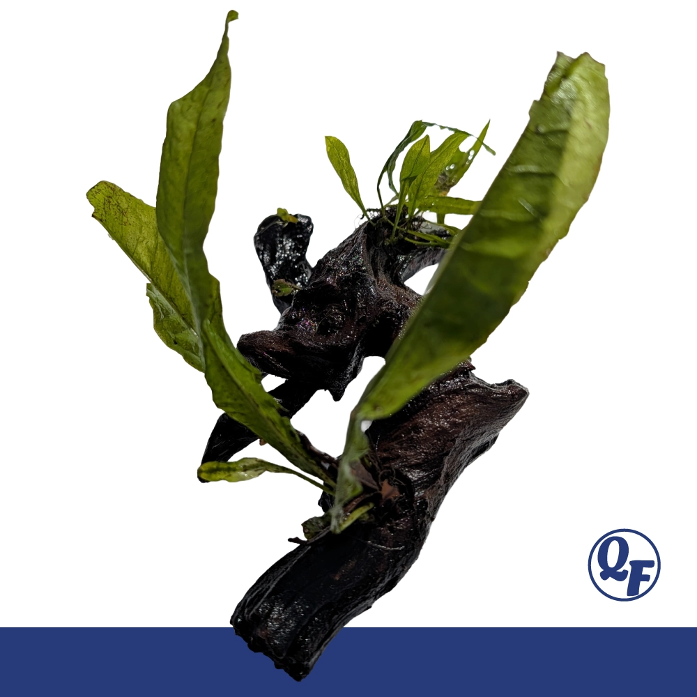Java Fern (Microsorum pteropus) - Image 20
