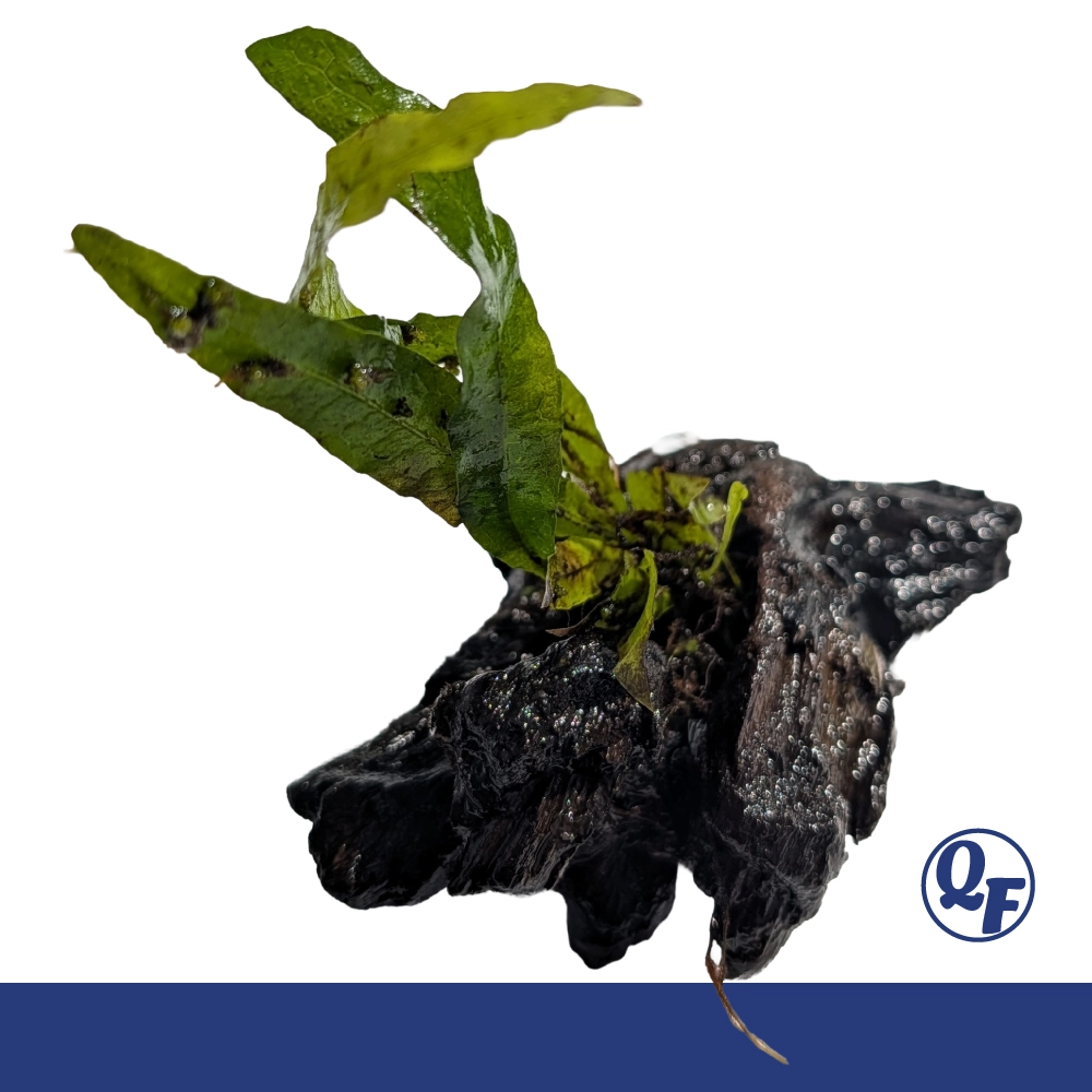 Java Fern (Microsorum pteropus) - Image 19