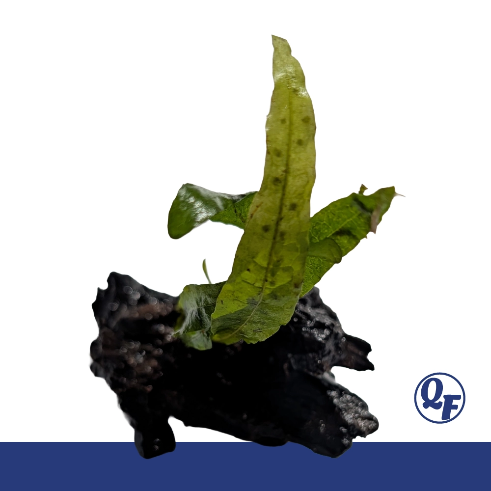 Java Fern (Microsorum pteropus) - Image 18
