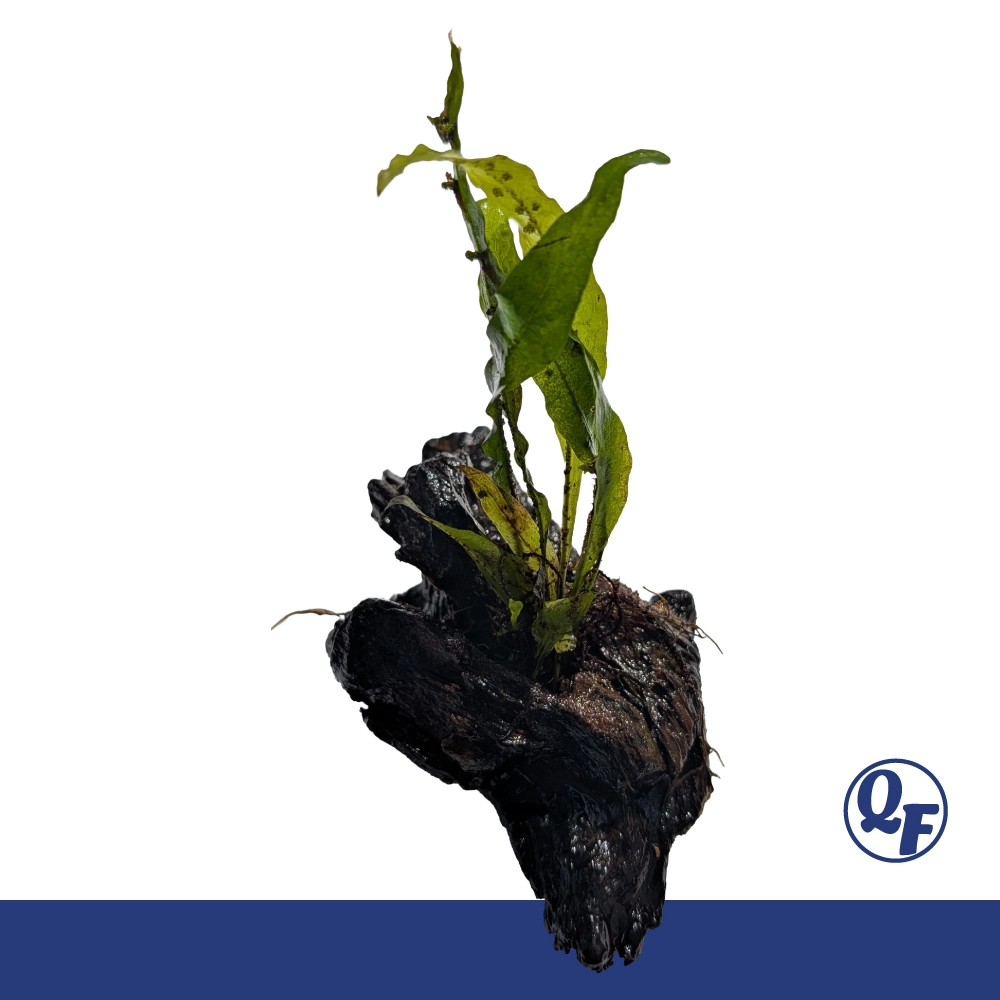 Java Fern (Microsorum pteropus) - Image 17