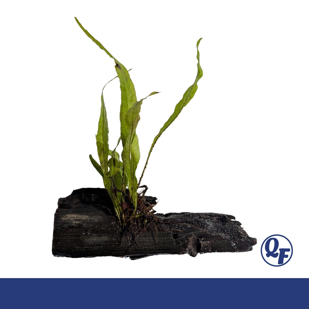 Java Fern (Microsorum pteropus) - Image 9