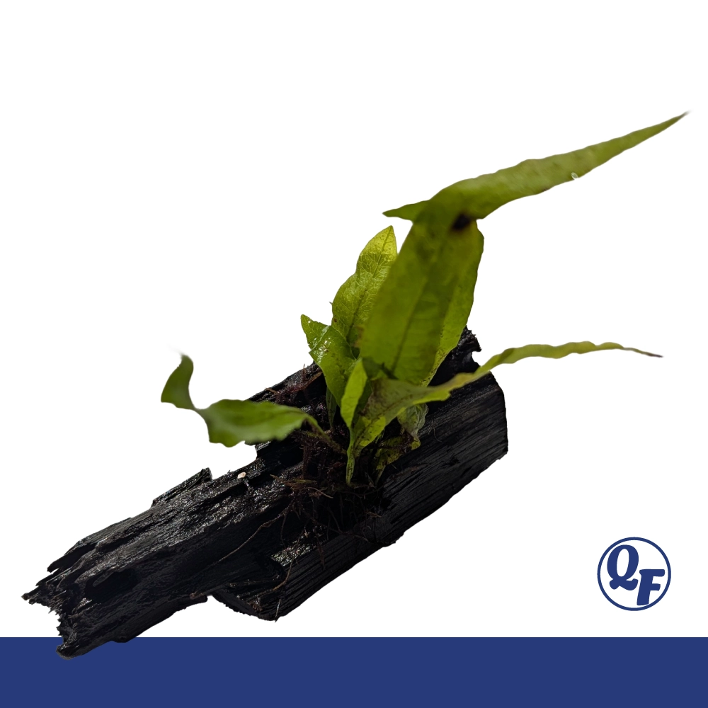 Java Fern (Microsorum pteropus) - Image 16