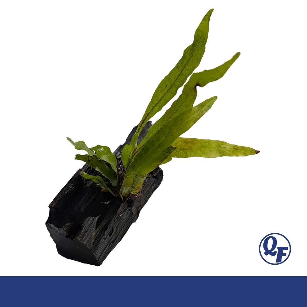 Java Fern (Microsorum pteropus) - Image 8