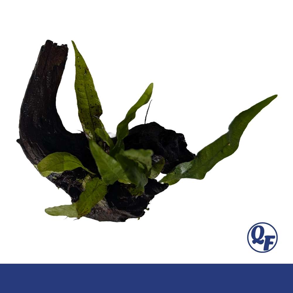 Java Fern (Microsorum pteropus) - Image 15