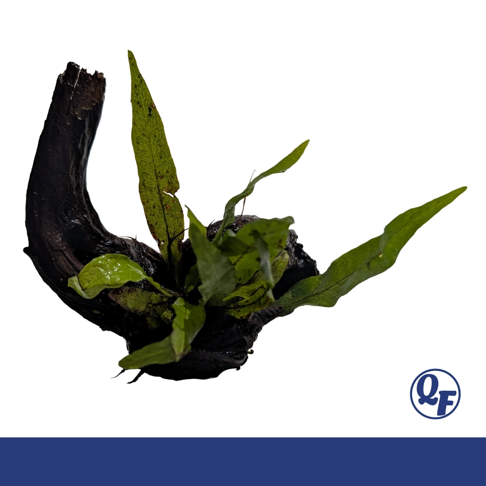 Java Fern (Microsorum pteropus) - Image 14