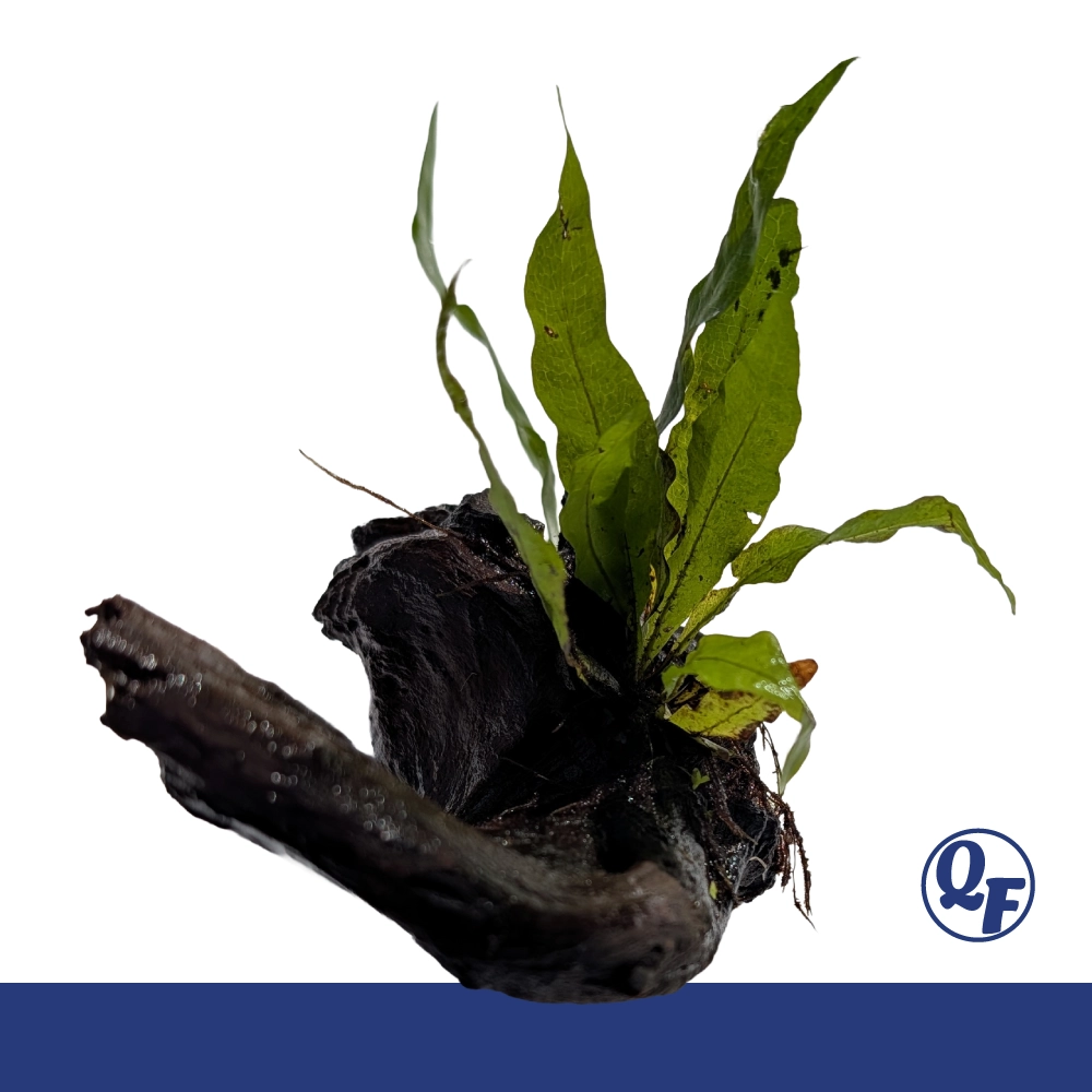 Java Fern for sale Microsorum pteropus dark green leaves bare root mat lava rock driftwood aquarium plant