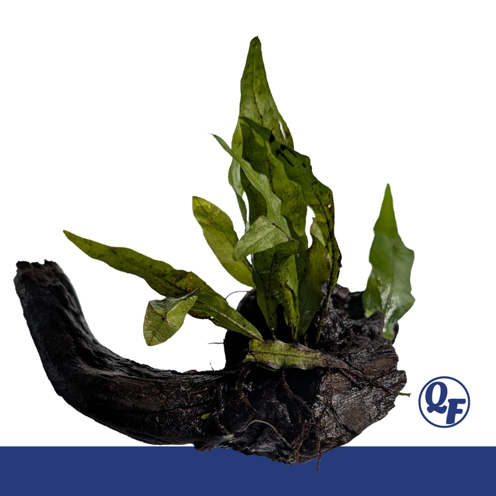 Java Fern (Microsorum pteropus) - Image 24