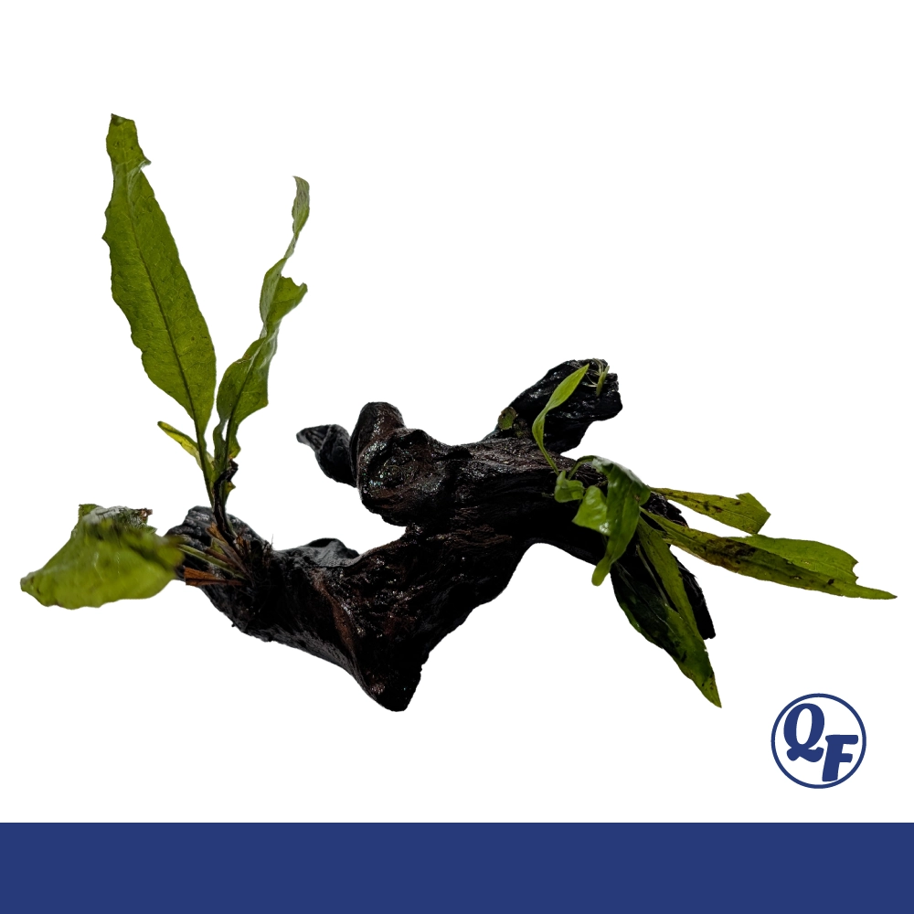 Java Fern (Microsorum pteropus) - Image 23