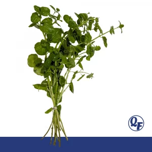 Large Leaf Aquatic Mint for sale Mentha aquatica water mint fragrant purple tinged stems lilac flowers pond margin bunch pot