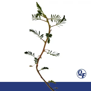 Large Leaf Sensitive Plant – Aeschynomene fluitans
