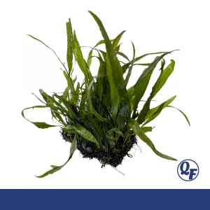 Java Fern Narrowleaf on Mat