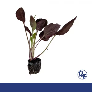 Red Leaf Plantain