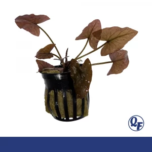 Image of red tiger lotus potted and ready for sale.