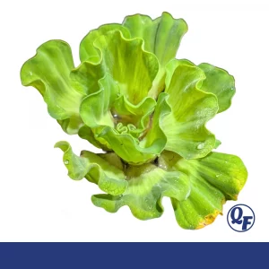 Rosette Water Lettuce —  Pistia stratiotes ‘Rosette’<div class="no-ship-title">No Shipping to AL, AR, CA, CT, FL, GA, IA, LA, MI, MS, MO, NC, OK, SC, TX, WI</div>