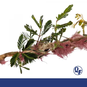 Sensitive Plant —  Neptunia aquatica