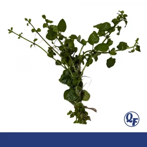 Small Leaf Aquatic Mint for sale Micromeria brownei Mint Charlie fragrant small leaves creeping stems pond aquarium plant bunch pot