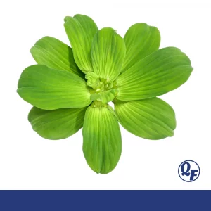 Water Lettuce —  Pistia stratiotes<div class="no-ship-title">No Shipping to AL, AR, CA, CT, FL, GA, IA, LA, MI, MS, MO, NC, OK, SC, TX, WI</div>