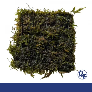 Weeping Moss for sale Vesicularia ferriei cascading downward fronds 3x3 mat driftwood tree aquarium moss