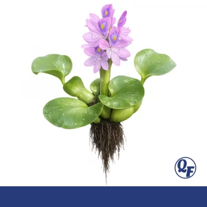 Water Hyacinth for sale Eichhornia crassipes lavender violet flowers purple roots floating pond plant bare root