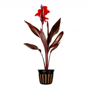 Canna Australia for sale Canna generalis Australia burgundy black foliage red flowers pond margin 2 inch pot