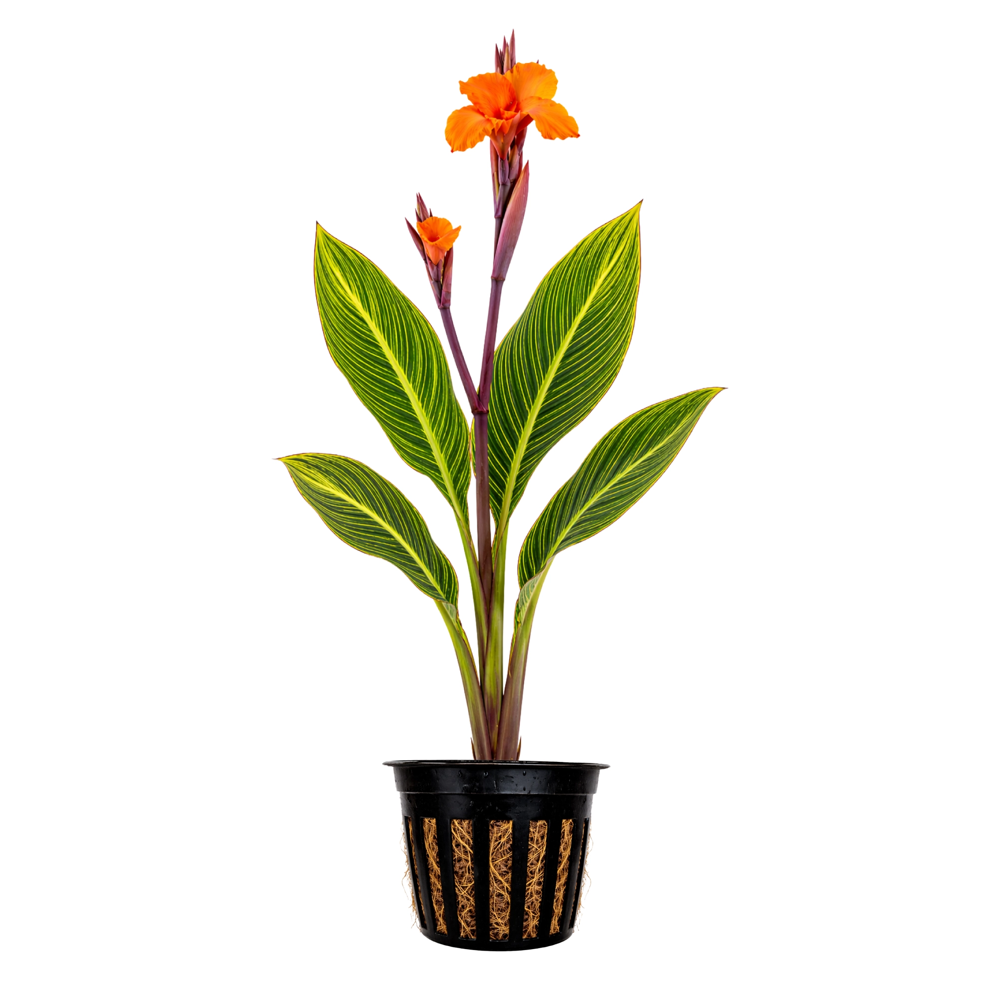 Canna Bengal Tiger for sale Canna generalis Bengal Tiger yellow green striped variegated foliage orange flowers pond margin 2 inch pot