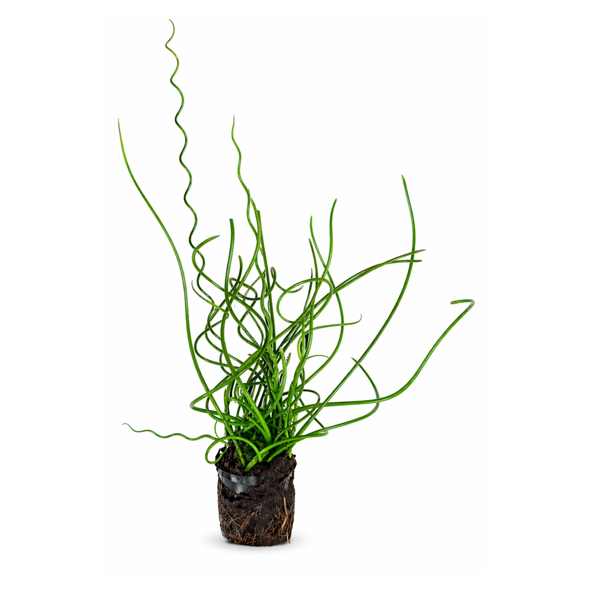 Picture of potted Corkscrew Rush pond plant for sale. Plant has bright green spiraling leaves with impactful silhouette.