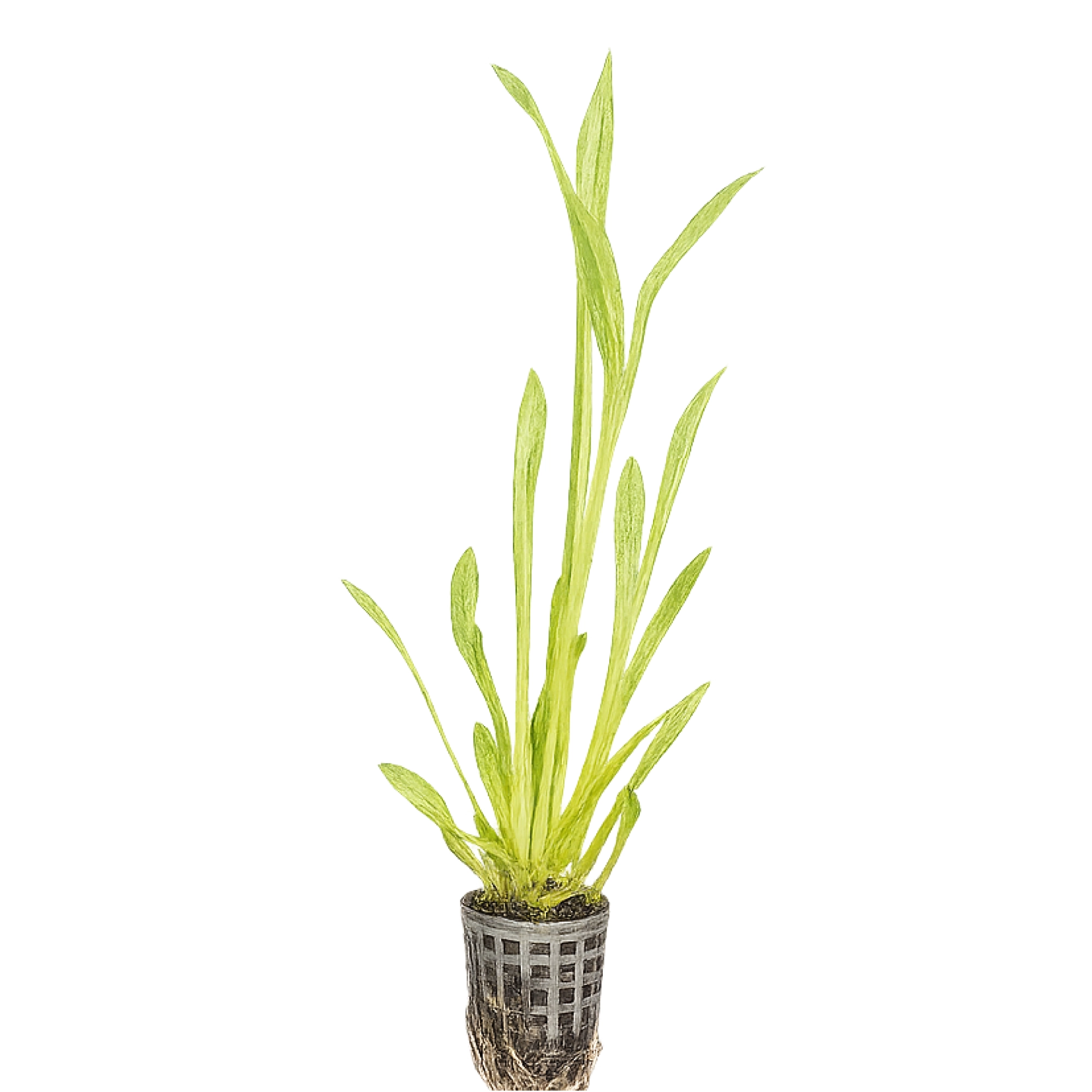 Picture of potted Crushed Ice Sagittaria pond plant for sale. Plant has green leaves with impactful white to yellow variegation pattern across leaves and stems..