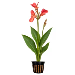Canna Erebus for sale Pink Longwood Canna coral pink flowers blue-green foliage pond margin 2 inch pot
