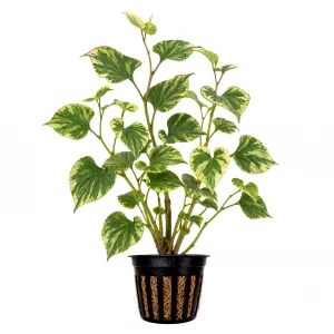 Houttuynia Chameleon Pond Plant - Green 1 - Featured