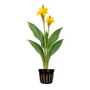Canna Ra for sale Longwood yellow water canna slender blue-green leaves soft pastel yellow flowers pond margin 2 inch pot