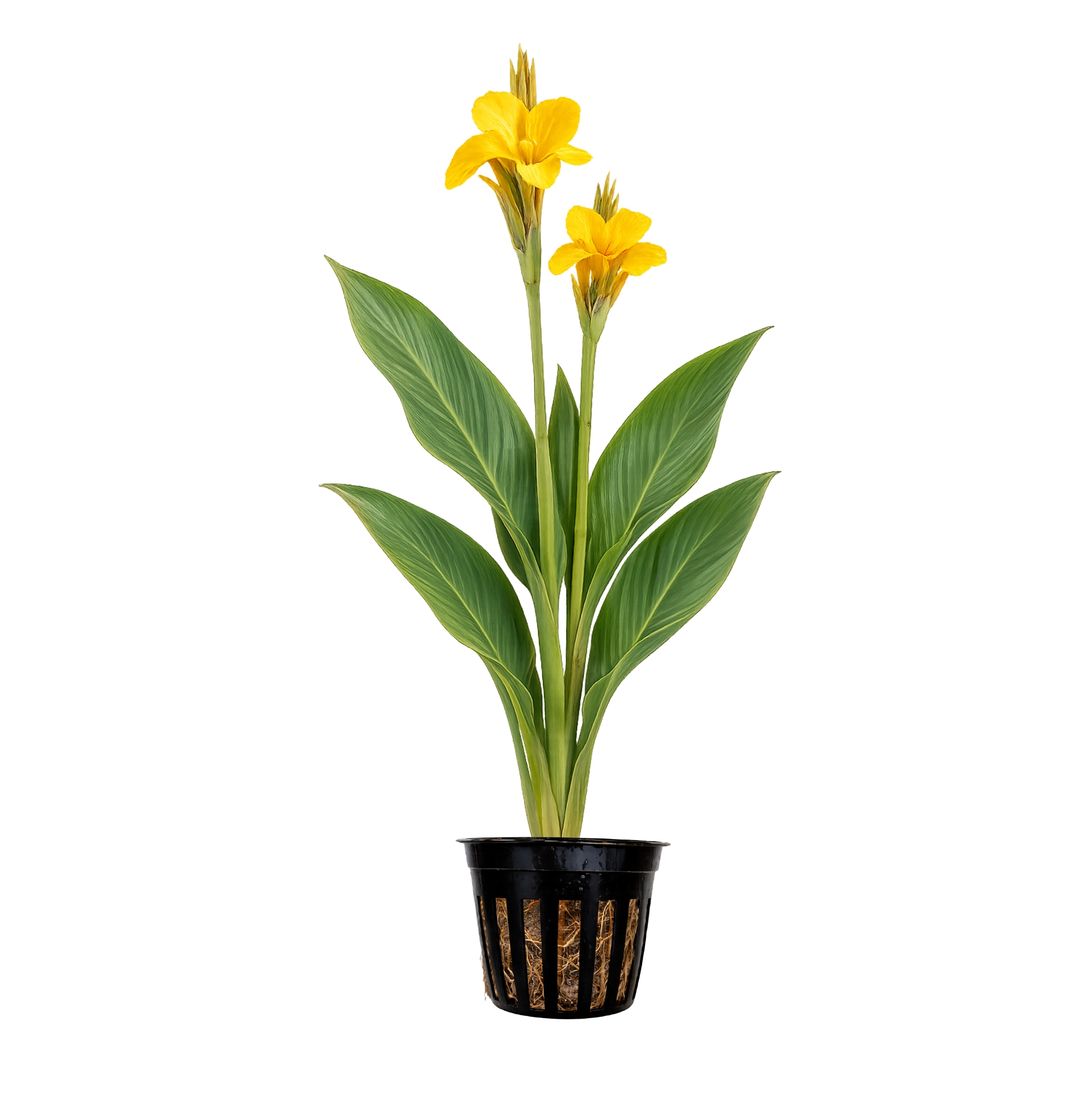 Quinn's Fins Canna Ra