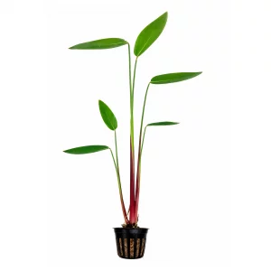 Picture of potted Red Stemmed Thalia pond plant for sale. Plant has green leaves with bright and vivid red stems.