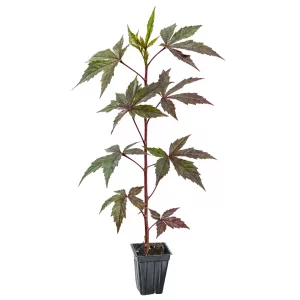 Image of potted red water hibiscus ready for sale. Many colors available. See selector and image carousel for more varieties.