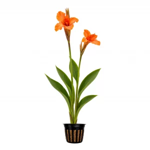 Canna Taney for sale Canna glauca Taney apricot orange self-cleaning flowers glaucous green foliage pond margin 2 inch pot
