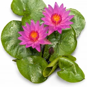 Tropical Water Lily Pond Plant - Red 1 - Featured