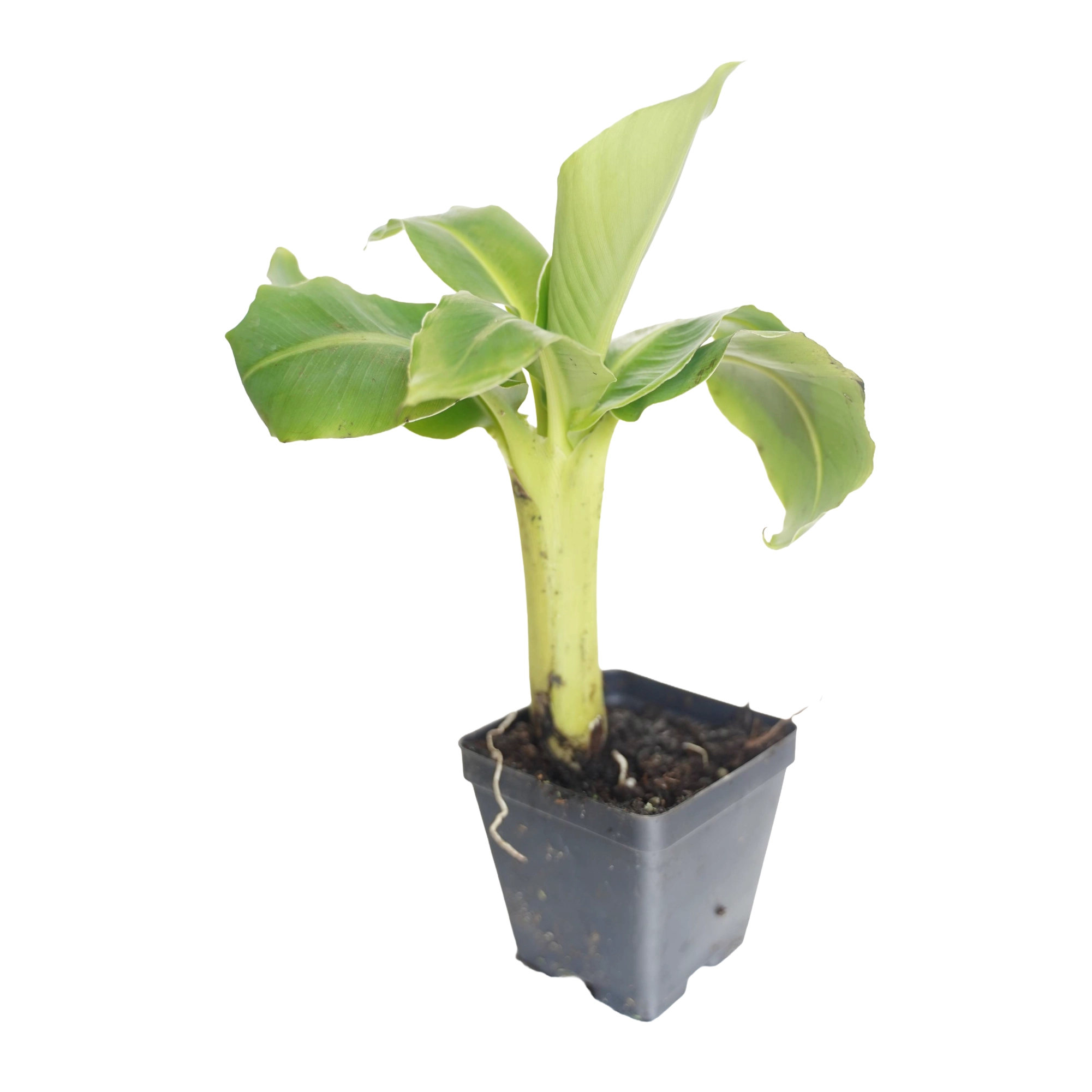 Quinn's Fins Truly Tiny Banana Live Pond Plant