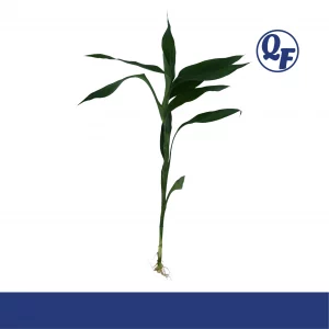 Dracaena sanderiana Green (Lucky Bamboo)