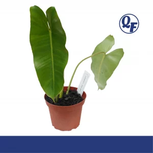 Philodendron Burle Marx for sale Philodendron burle-marxii glossy emerald paddle leaves fast growing vining terrarium paludarium aquaponic plant