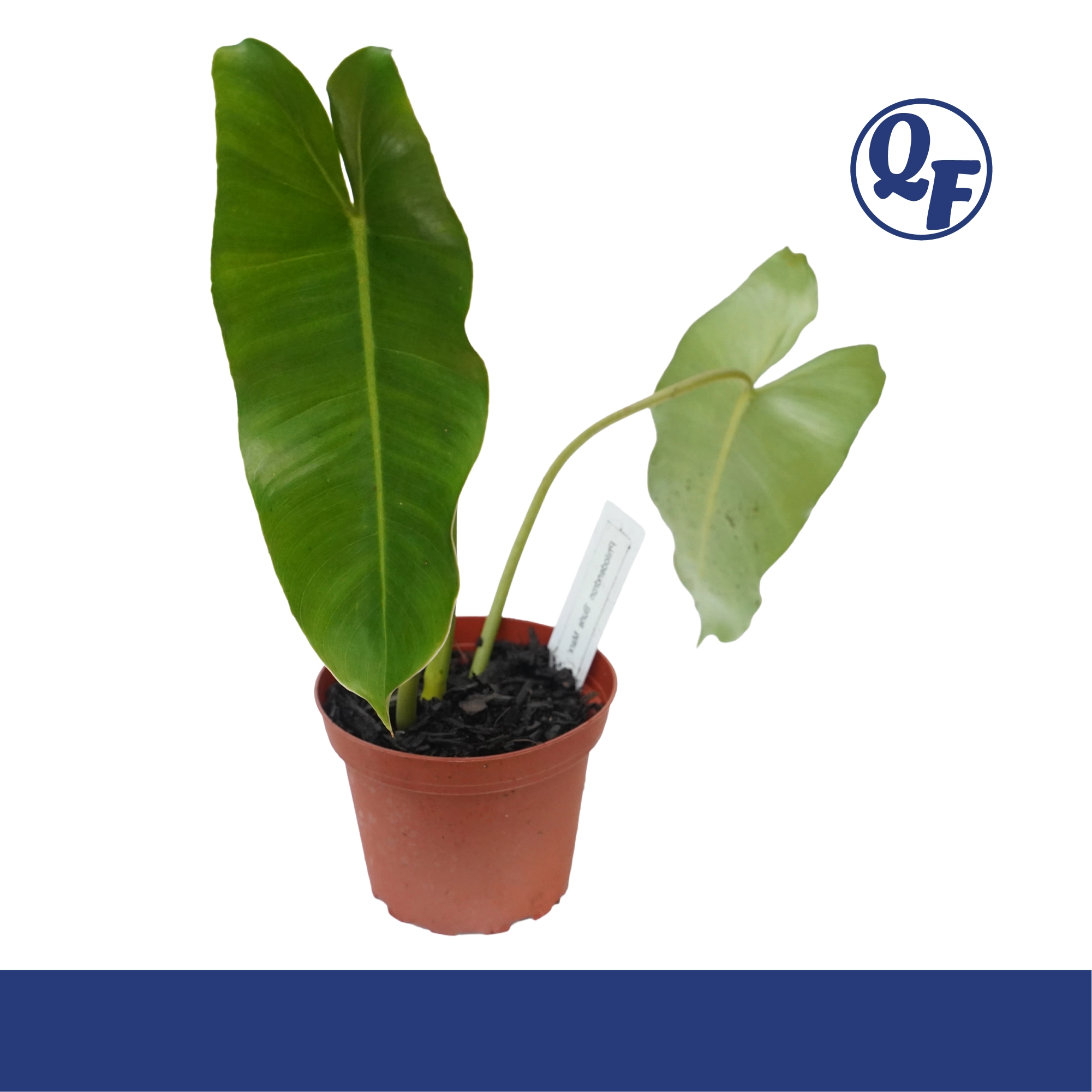Philodendron Burle Marx for sale Philodendron burle-marxii glossy emerald paddle leaves fast growing vining terrarium paludarium aquaponic plant