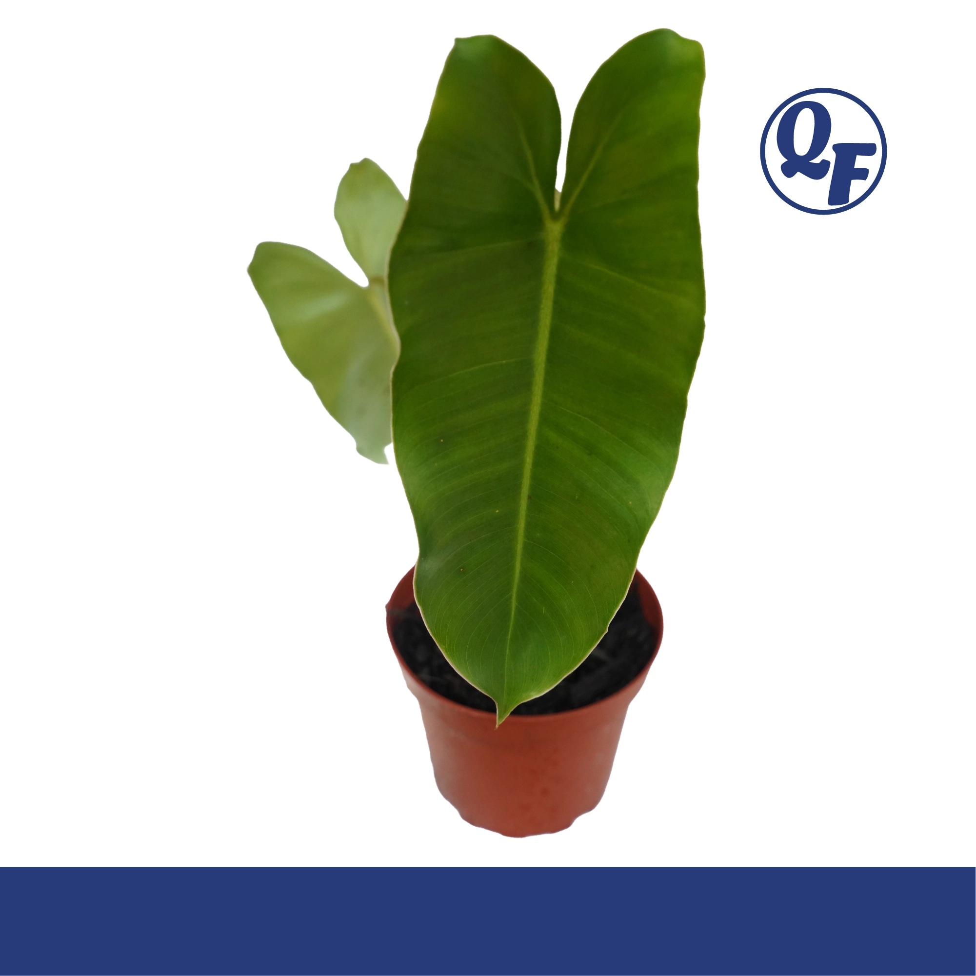 Philodendron Burle Marx - Image 2