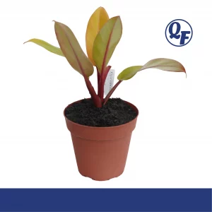 Philodendron Prince of Orange for sale color changing orange copper green leaves compact self-heading terrarium paludarium aquaponic plant
