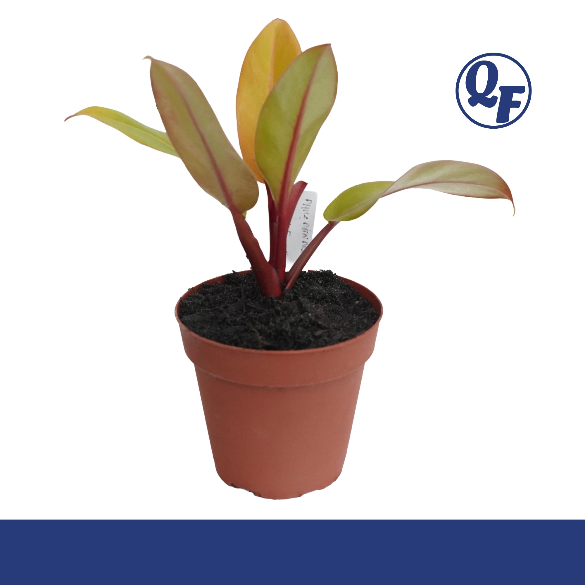 Philodendron Prince of Orange for sale color changing orange copper green leaves compact self-heading terrarium paludarium aquaponic plant