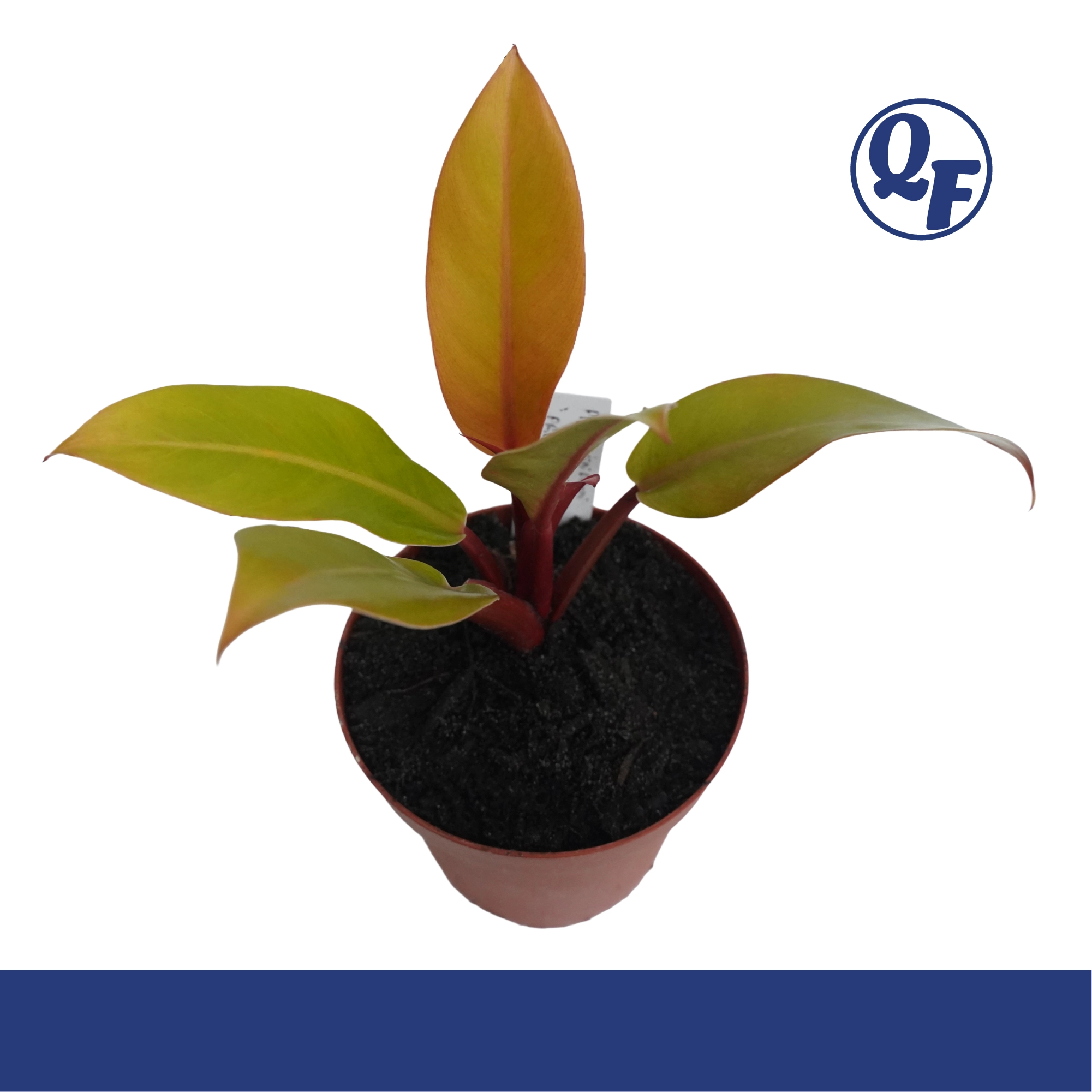 Philodendron Prince of Orange - Image 2