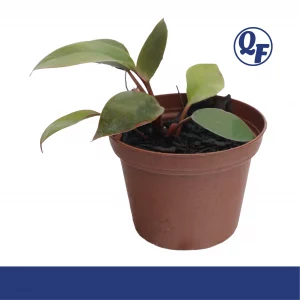 Philodendron Red Back for sale Philodendron erubescens glossy green leaves burgundy red undersides red stems terrarium paludarium aquaponic plant