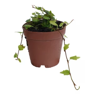 String of Frogs for sale Ficus pumila Quercifolia tiny frog oak shaped leaves trailing terrarium paludarium vine 2 inch 3 inch pot