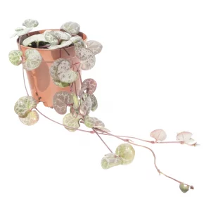 String of Hearts for sale Ceropegia woodii silver marbled heart-shaped trailing vine paludarium hanging basket 2 inch 3 inch pot