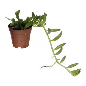 String of Watermelon for sale Senecio herreianus plump bead leaves watermelon stripes trailing succulent 2 inch 3 inch pot